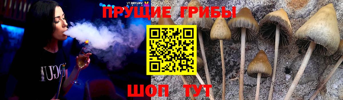 Псилоцибиновые грибы мицелий Кировск